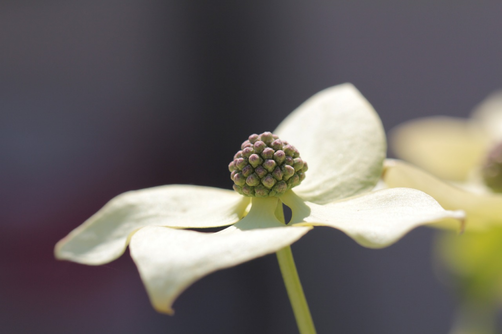 Pacific Dogwood flowering leaves with a good view of the actually flower in the center.