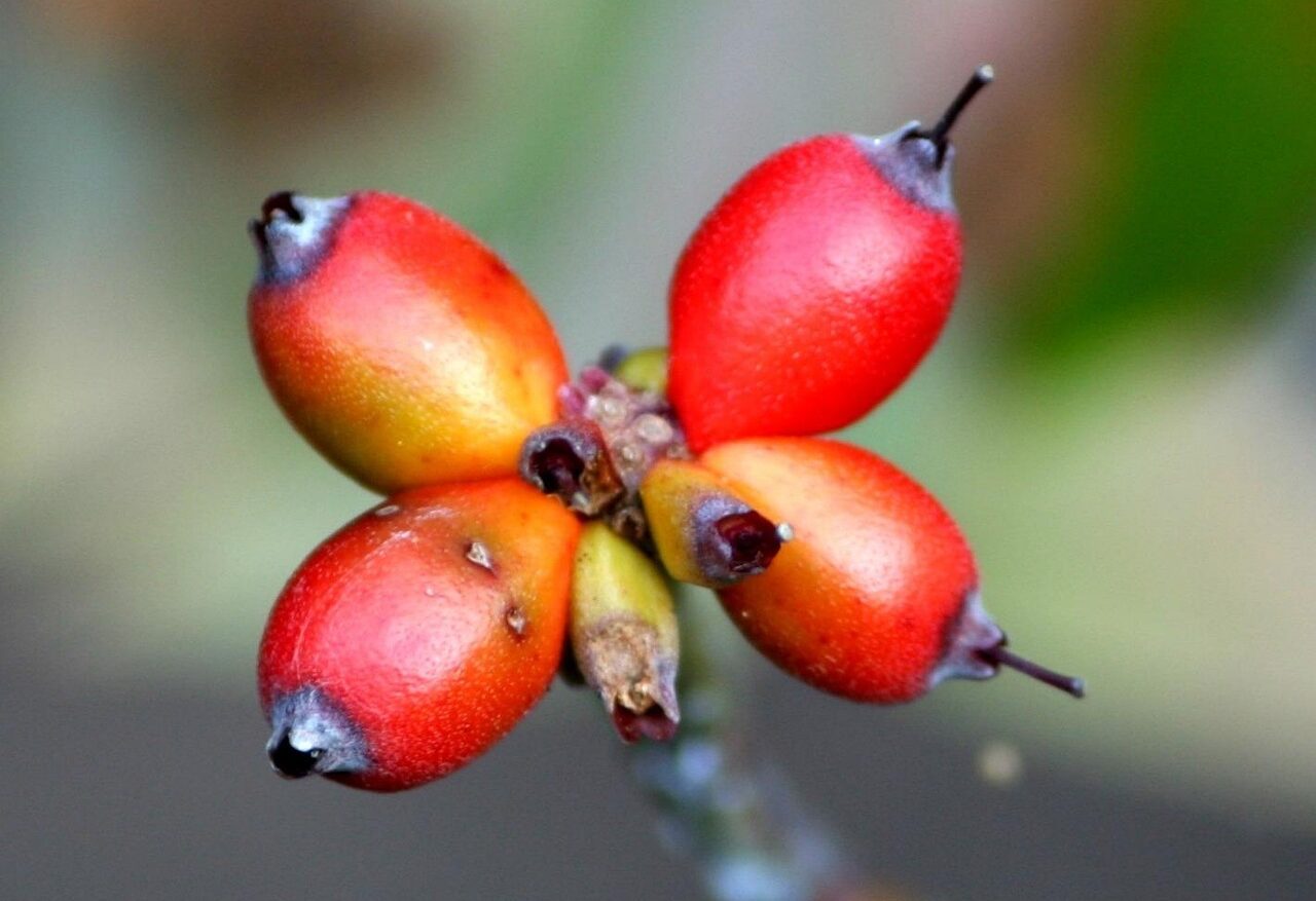 A cluster of Pacific Dogwood Tree berries.